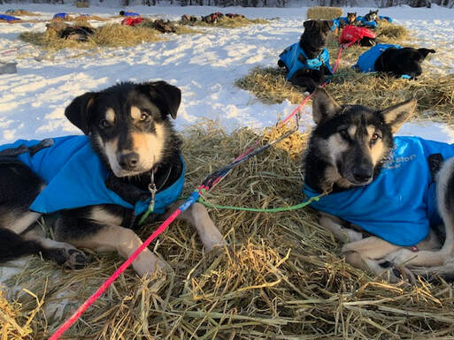 Dog FAQs - Seeing Double Sled Dog Racing